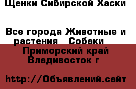 Щенки Сибирской Хаски - Все города Животные и растения » Собаки   . Приморский край,Владивосток г.